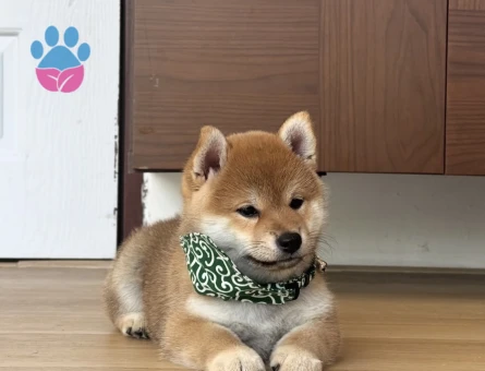 Shiba inu yavrular - 10515 - Görsel 4