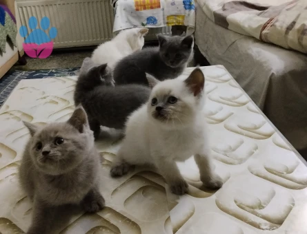 British Shorthair 2 Aylık Dişi ve Erkek - 10517 - Görsel 2
