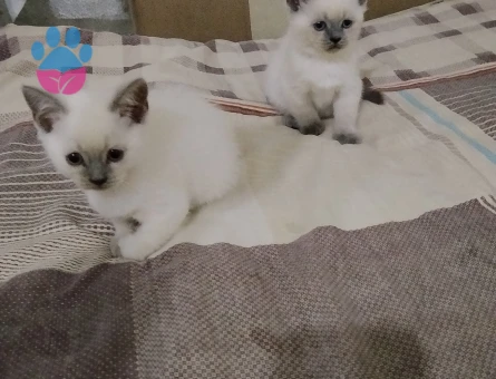 British Shorthair 2 Aylık Dişi ve Erkek - 10517 - Görsel 3