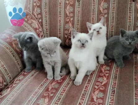 British Shorthair 2 Aylık Dişi ve Erkek - 10517 - Görsel 4