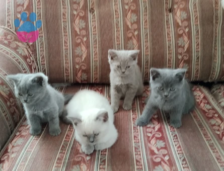 British Shorthair 2 Aylık Dişi ve Erkek - 10517 - Görsel 5