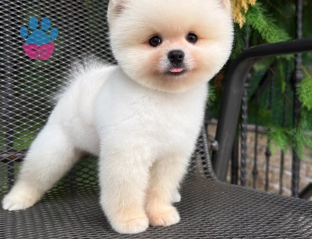 POMERANIAN ÜRETİM ÇİFTLİĞİNDEN - 10518 - Görsel 5