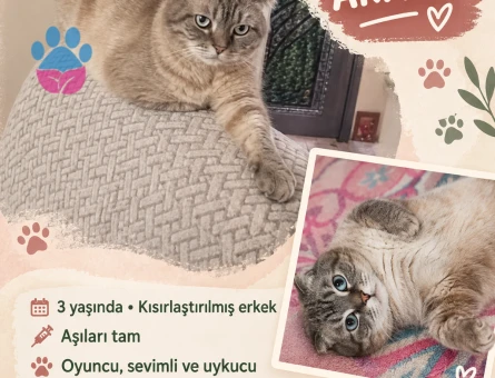 Cins Kedi - 10519 - Görsel 2