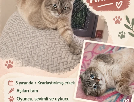 Cins Kedi - 10519