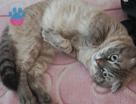 Cins Kedi - 10519 - Görsel 3