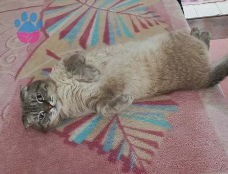 Cins Kedi - 10519 - Görsel 5