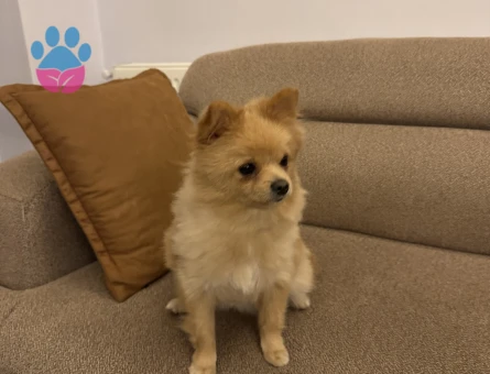 Pomeranian güzel kızımız latte - 10520