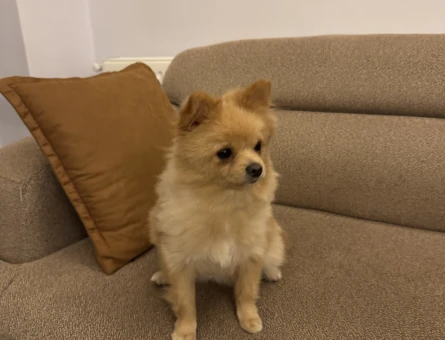 Pomeranian güzel kızımız latte - 10520