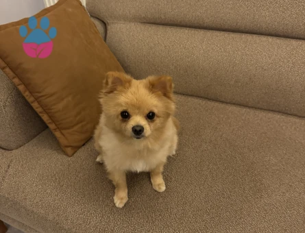 Pomeranian güzel kızımız latte - 10520 - Görsel 4