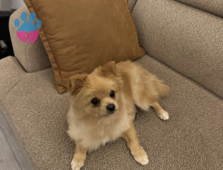 Pomeranian güzel kızımız latte - 10520 - Görsel 3