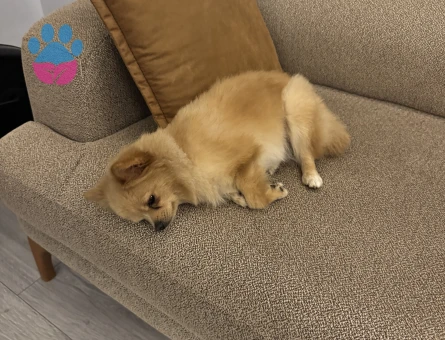 Pomeranian güzel kızımız latte - 10520 - Görsel 5