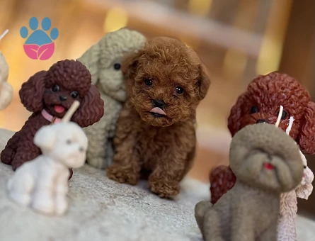 En mini boy Redbrown Poodle Taco - 10523 - Görsel 2