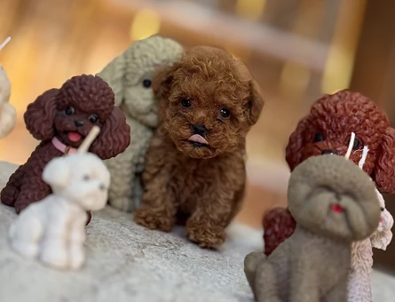 En mini boy Redbrown Poodle Taco - 10523