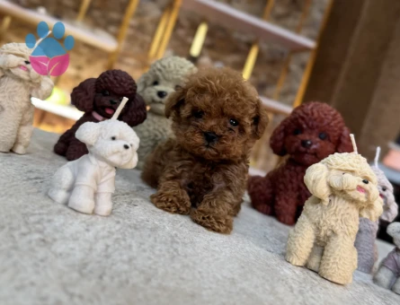 En mini boy Redbrown Poodle Taco - 10523 - Görsel 5