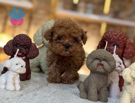 En mini boy Redbrown Poodle Taco - 10523 - Görsel 3