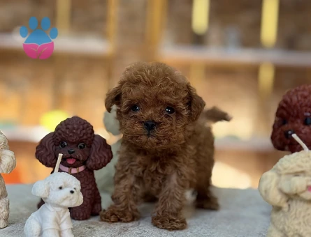 En mini boy Redbrown Poodle Taco - 10523 - Görsel 4