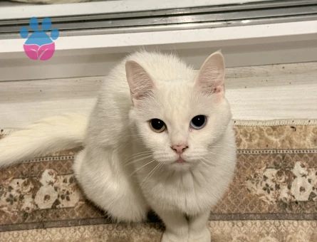 1,5 Yaşındaki British Van Kedimi Sahiplendirmek İstiyorum