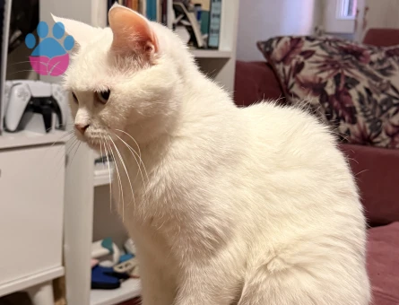 1,5 Yaşındaki British Van Kedimi Sahiplendirmek İstiyorum