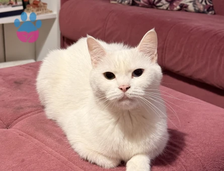 1,5 Yaşındaki British Van Kedimi Sahiplendirmek İstiyorum