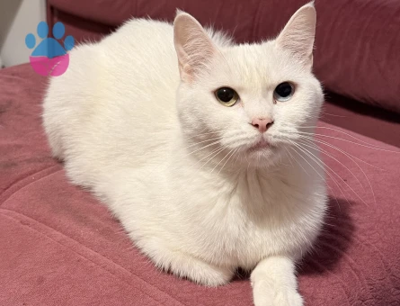 1,5 Yaşındaki British Van Kedimi Sahiplendirmek İstiyorum