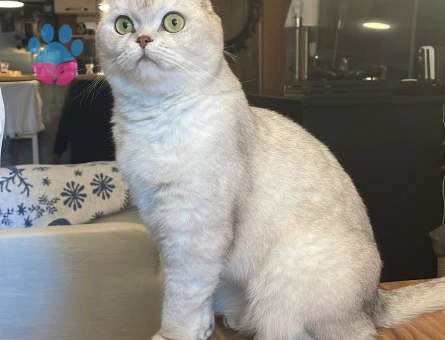 Scottish fold