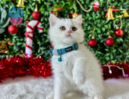 British Shorthair Beyaz Erkek 2 Aylık