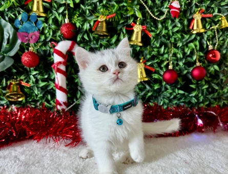 British Shorthair Beyaz Erkek 2 Aylık