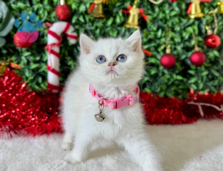British Shorthair Silver Point  Maviş Dişi 2 Aylık