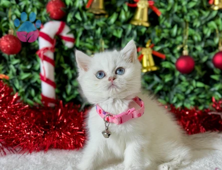 British Shorthair Silver Point  Maviş Dişi 2 Aylık