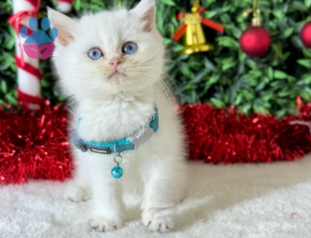 Muhteşem British Shorthair Boncuk Göz 2 Aylık Erkek