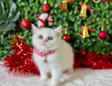 2 Aylık British Shorthair Dişi Yavrumuz Yuvasını Arıyor