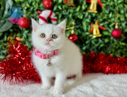 2 Aylık British Shorthair Dişi Yavrumuz Yuvasını Arıyor