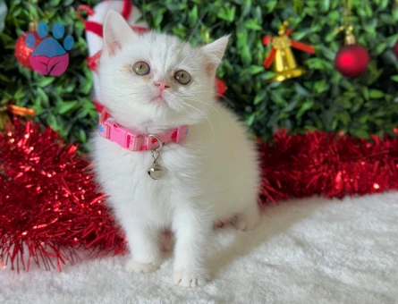 2 Aylık British Shorthair Dişi Yavrumuz Yuvasını Arıyor