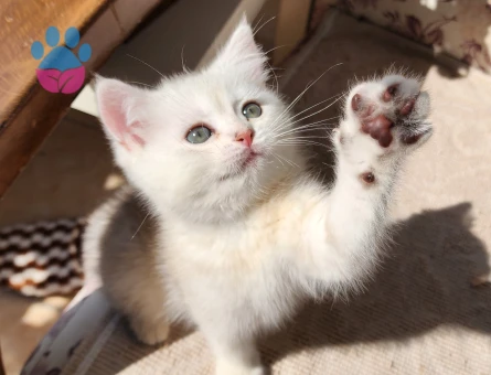 SAFKAN BRİTİSH SHORTHAİR,LONGHAİR GOLDEN BEBEKLER