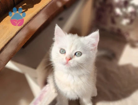 SAFKAN BRİTİSH SHORTHAİR,LONGHAİR GOLDEN BEBEKLER