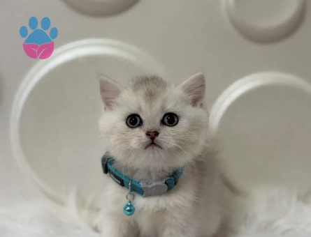 British Shorthair Silver Erkek 2 Aylık