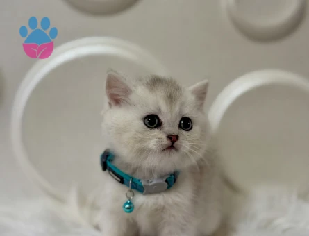 British Shorthair Silver Erkek 2 Aylık