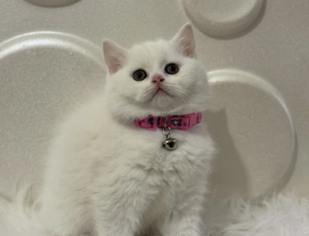 British Shorthair Topaç Kafa Beyaz 2 Aylık