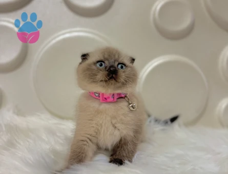 Scottish Fold Çikolata Point 2 Aylık