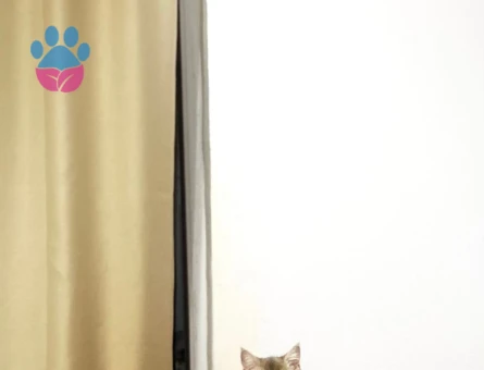 8 AYLIK GOLDEN BRITISH SHORTHAIR