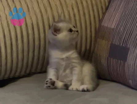 British Shorthair 2 Aylık Prenses Yeni Sahibini Arıyor