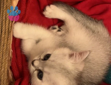British Shorthair 2 Aylık Prenses Yeni Sahibini Arıyor