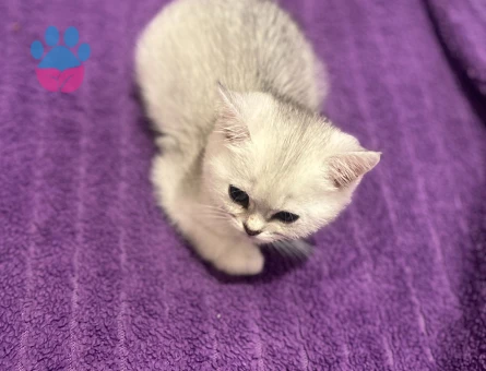 British Shorthair 2 Aylık Prenses Yeni Sahibini Arıyor
