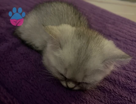 British Shorthair 2 Aylık Prenses Yeni Sahibini Arıyor