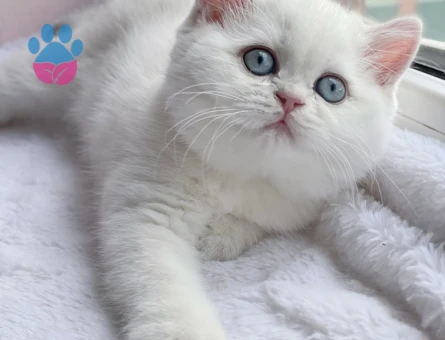Kendi safkan kedilerimizin yavruları British Shorthair bebekler yuvalarını arıyor