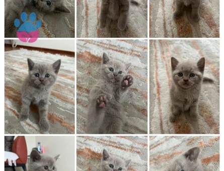 Anne British baba Scottish