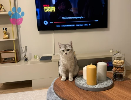 British Shorthair Silver Point 7 Aylık