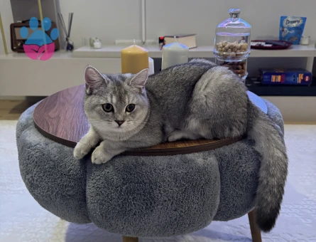 British Shorthair Silver Point 7 Aylık
