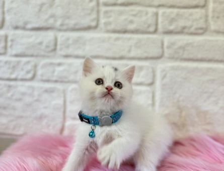 British Shorthair 2 aylık Erkek