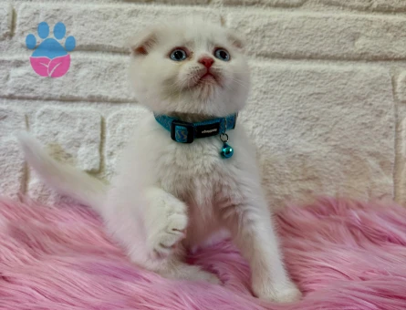 Scottish Fold 2 Aylık Yavrular